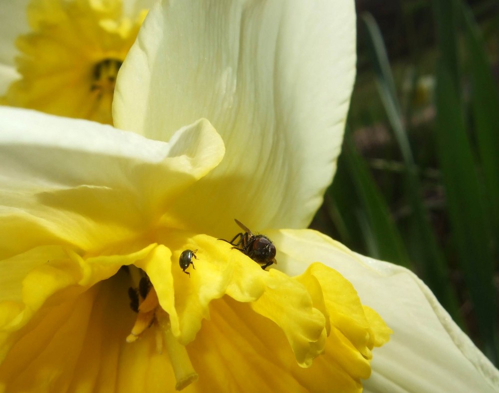 Der Frühling kommt