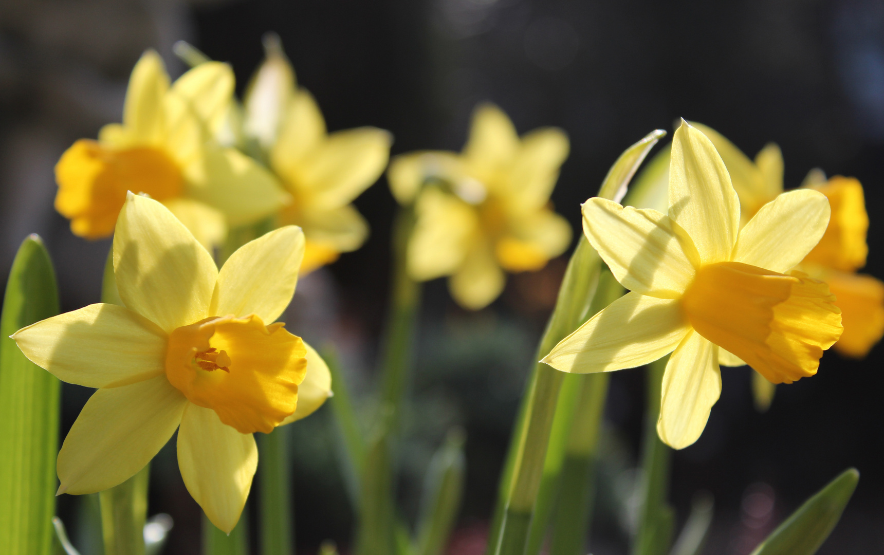 Der Frühling kommt