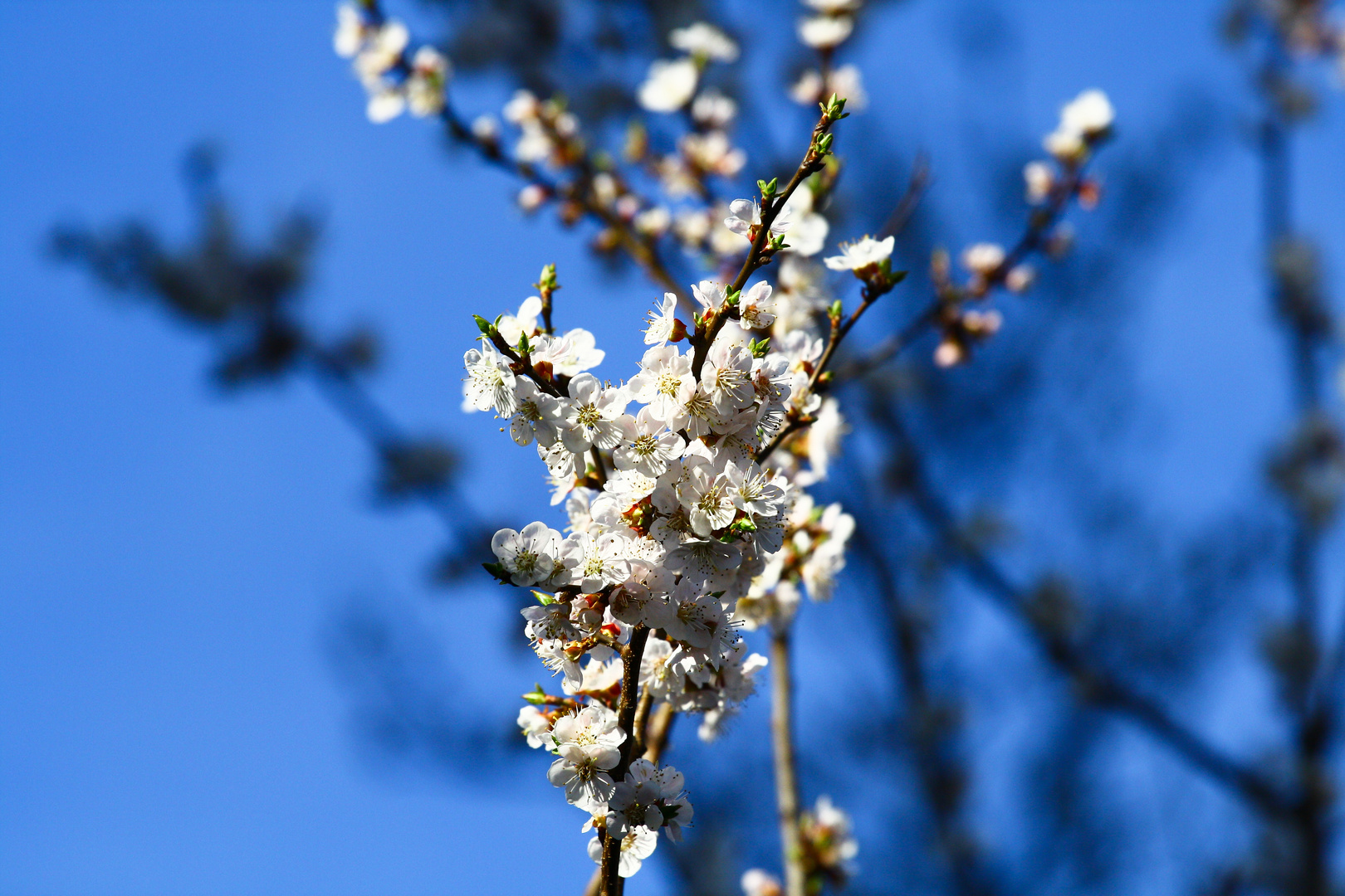 Der Frühling kommt...