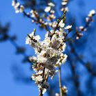 Der Frühling kommt...