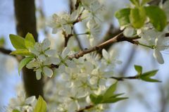 der Frühling kommt...