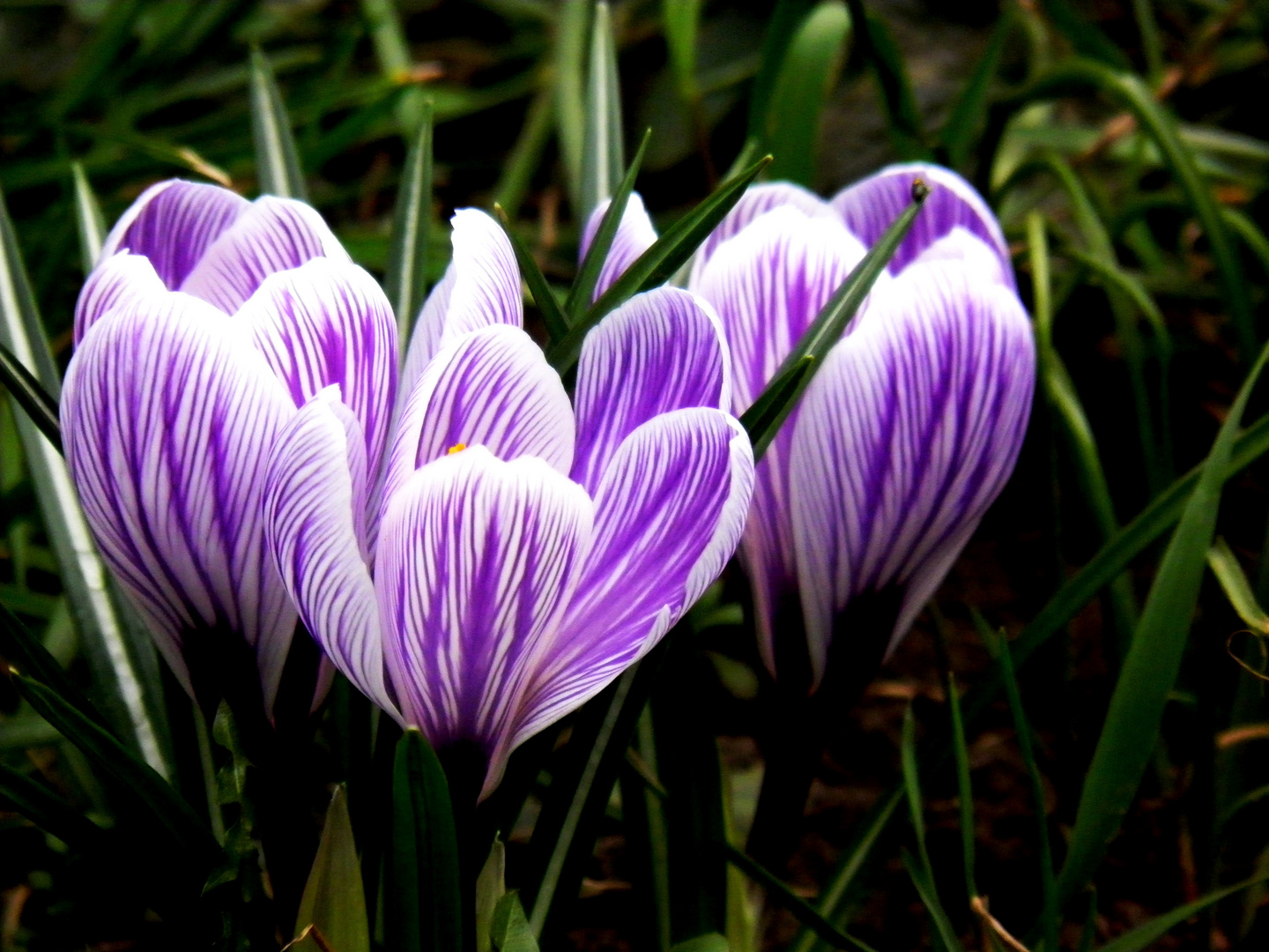 Der Frühling kommt