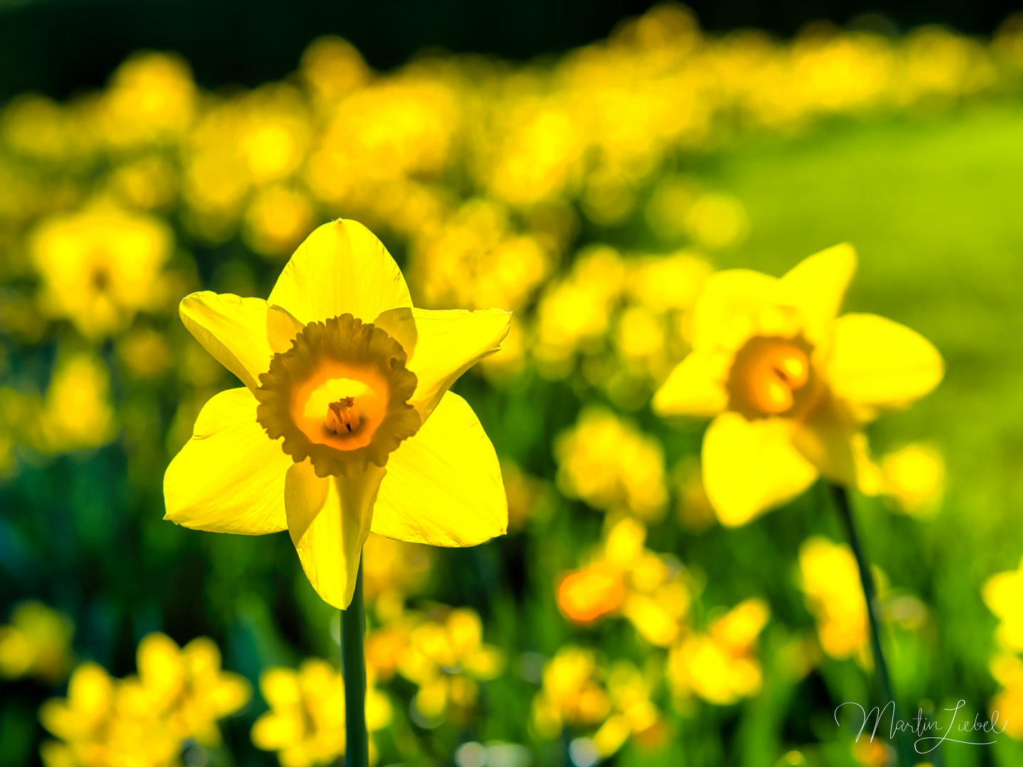 Der Frühling kommt, ganz sicher...