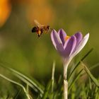 Der Frühling kommt geflogen