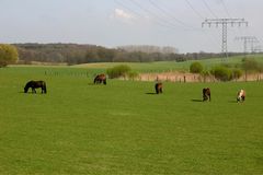 Der Frühling kommt, hier eine Weide bei Lübsee in Mecklenburg