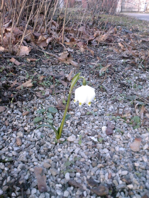 Der Frühling kommt, hoffentlich bald