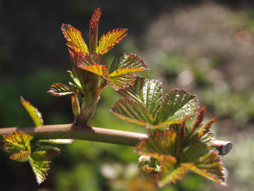 Der Frühling kommt I