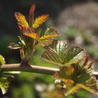 Der Frühling kommt I