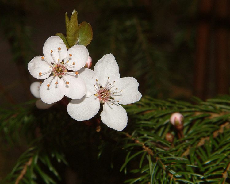 Der Frühling kommt im Sauseschritt.