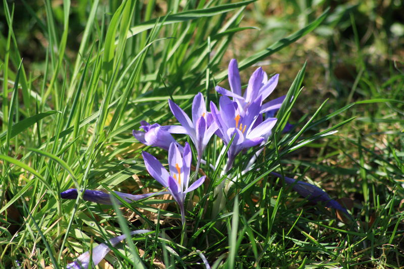 Der Frühling kommt immer schneller