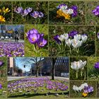 Der Frühling kommt in die Stadt