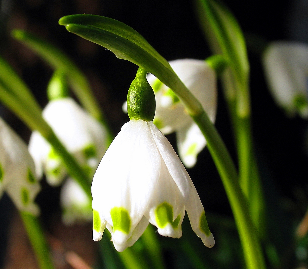 Der Frühling kommt in Fahrt