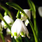 Der Frühling kommt in Fahrt