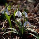 Der Frühling kommt in grossen Schritten