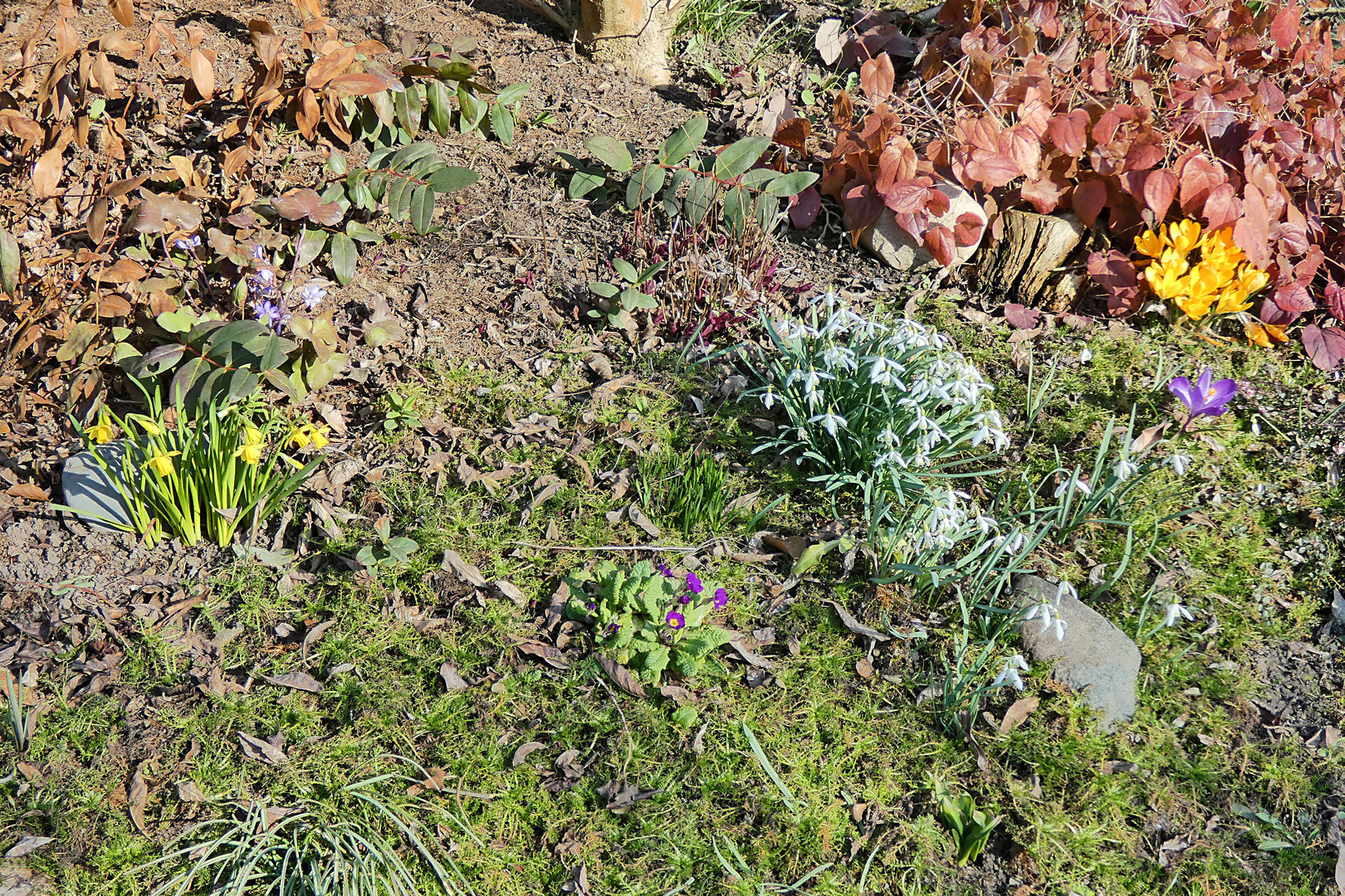 Der Frühling kommt in vielen Farben