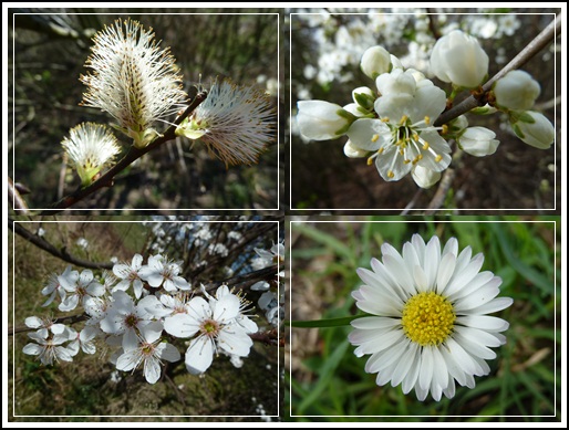 Der Frühling kommt in weiß