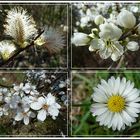 Der Frühling kommt in weiß