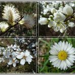 Der Frühling kommt in weiß