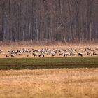 Der Frühling kommt ins Land