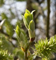 Der Frühling kommt jetzt gewaltig nach dem langen Winter