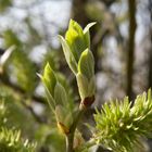 Der Frühling kommt jetzt gewaltig nach dem langen Winter