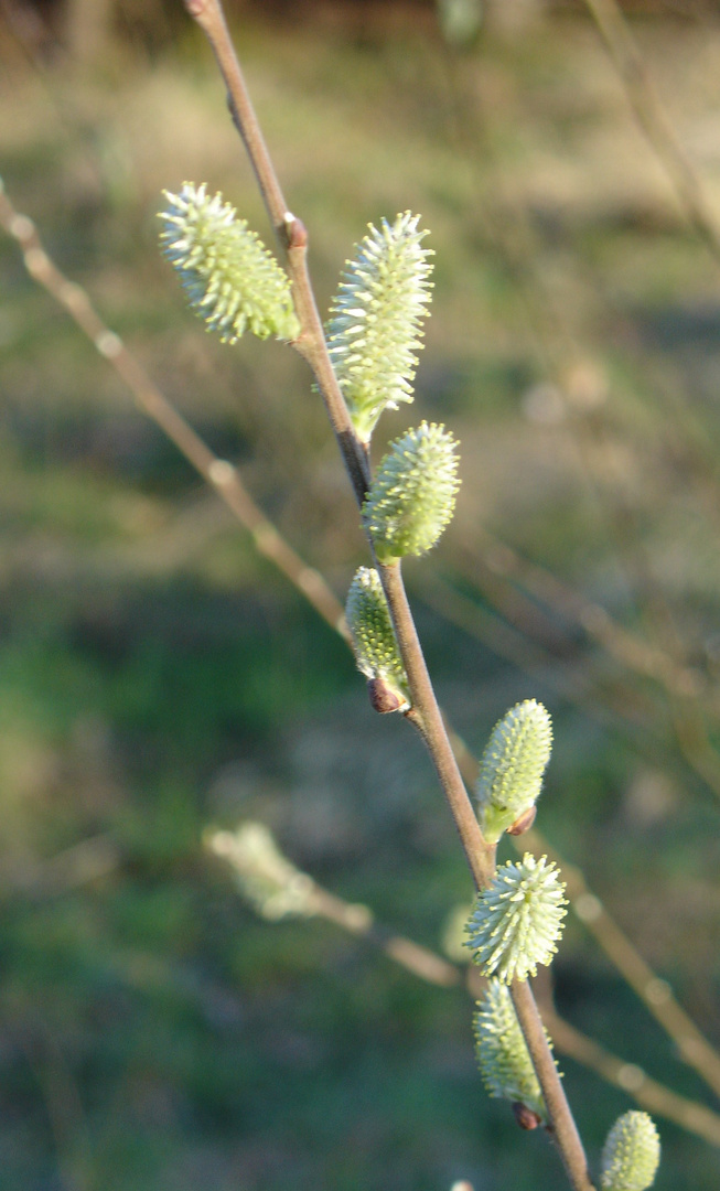 Der Frühling kommt jetzt mit riesigen Schritten