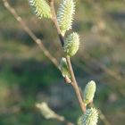 Der Frühling kommt jetzt mit riesigen Schritten