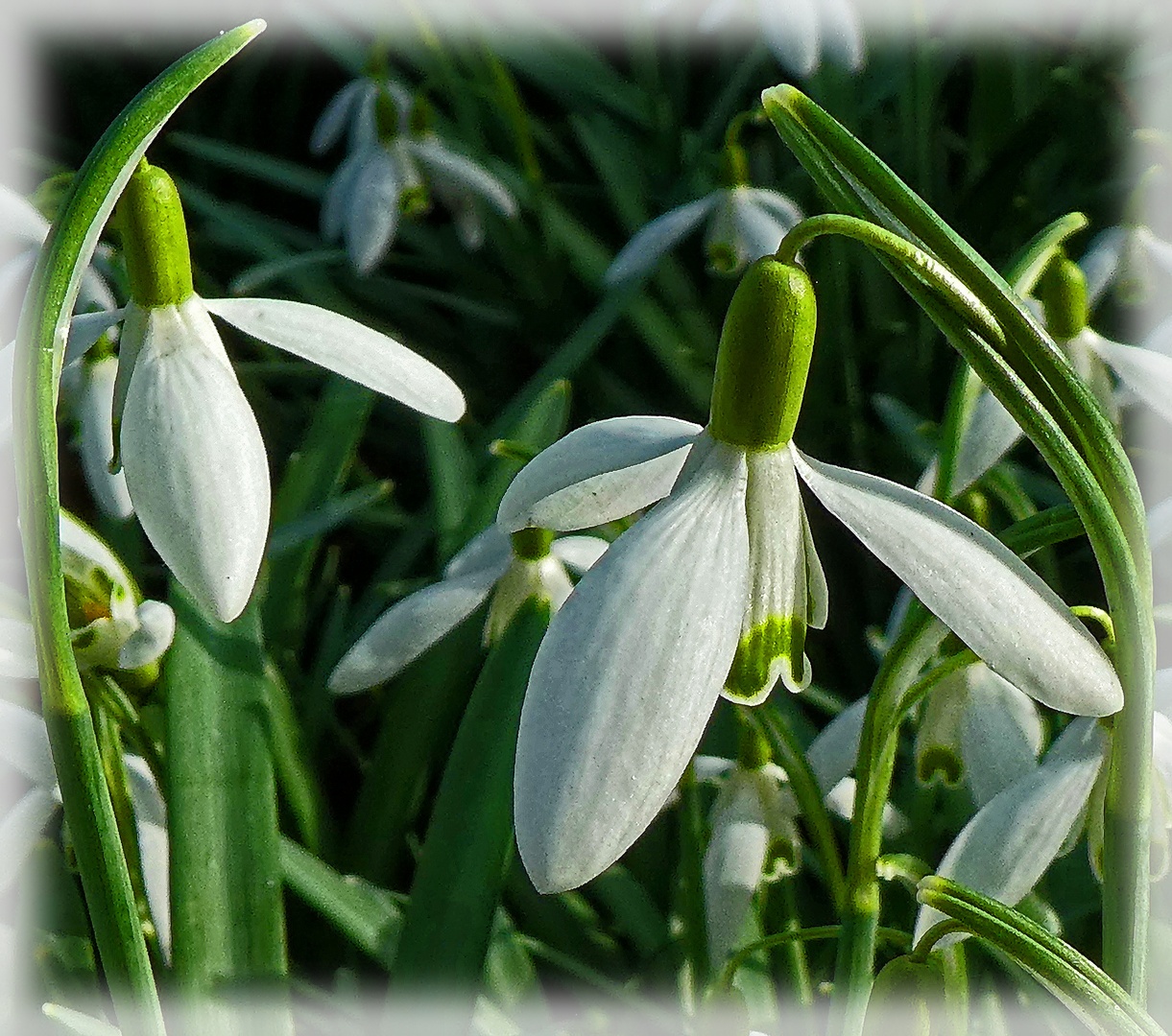 DER FRÜHLING KOMMT JETZT TÄGLICH.....