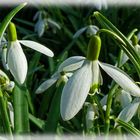 DER FRÜHLING KOMMT JETZT TÄGLICH.....