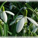 DER FRÜHLING KOMMT JETZT TÄGLICH.....