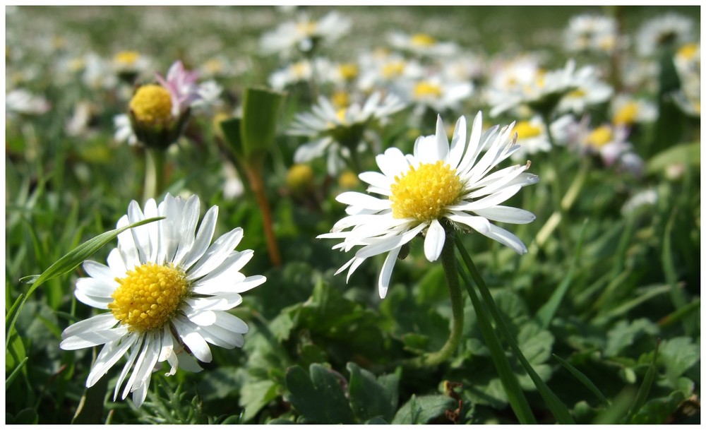 Der Frühling kommt! ... kein Aprilscherz !