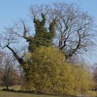 Der Frühling kommt ( Killesbergpark - Stuttgart ) 