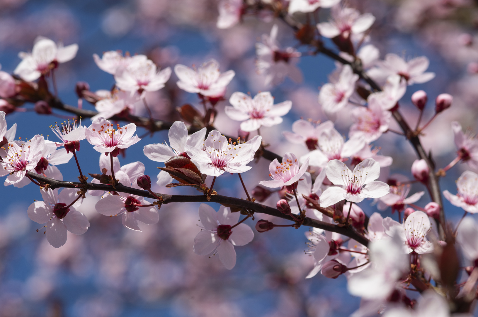 Der Frühling kommt! Mandelblüte im eigenen Garten