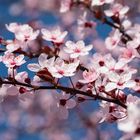 Der Frühling kommt! Mandelblüte im eigenen Garten