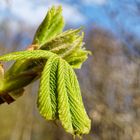 Der Frühling kommt mit aller Kraft