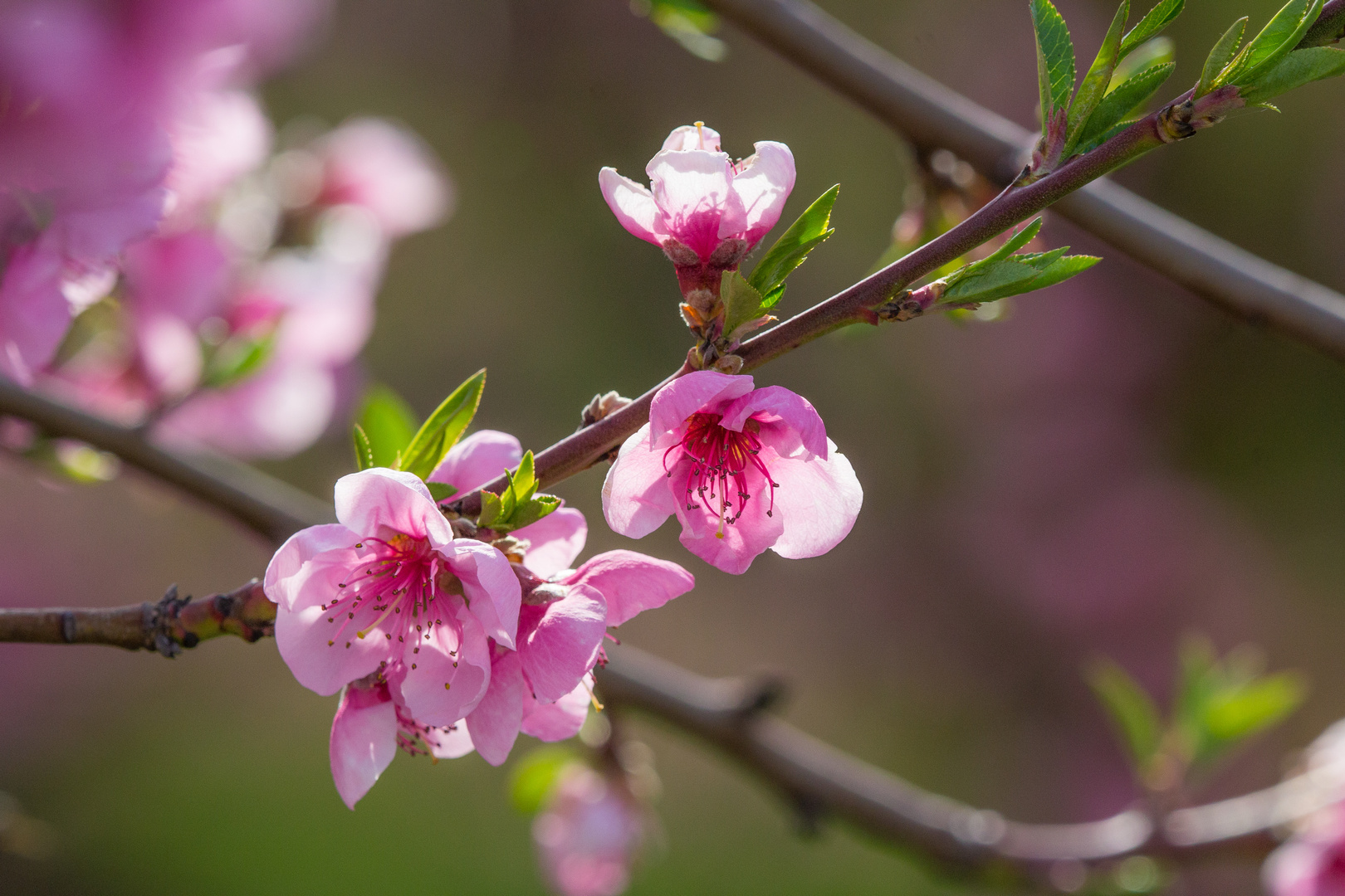 Der Frühling kommt mit aller Macht