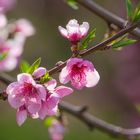 Der Frühling kommt mit aller Macht