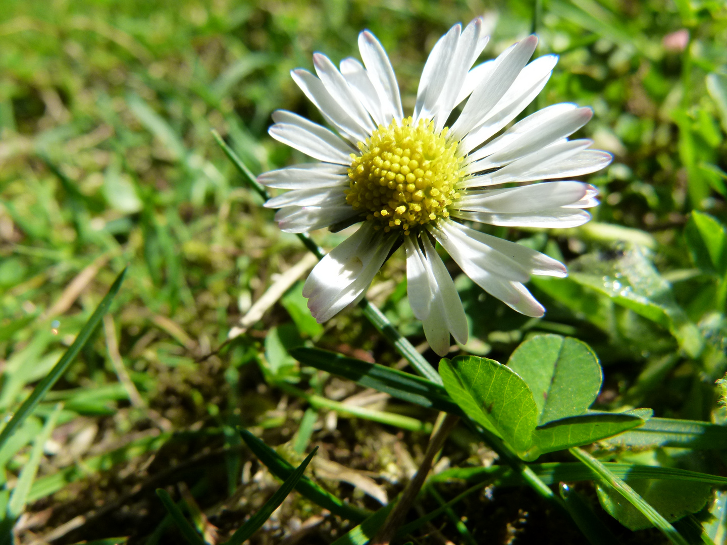 Der Frühling kommt mit aller Macht