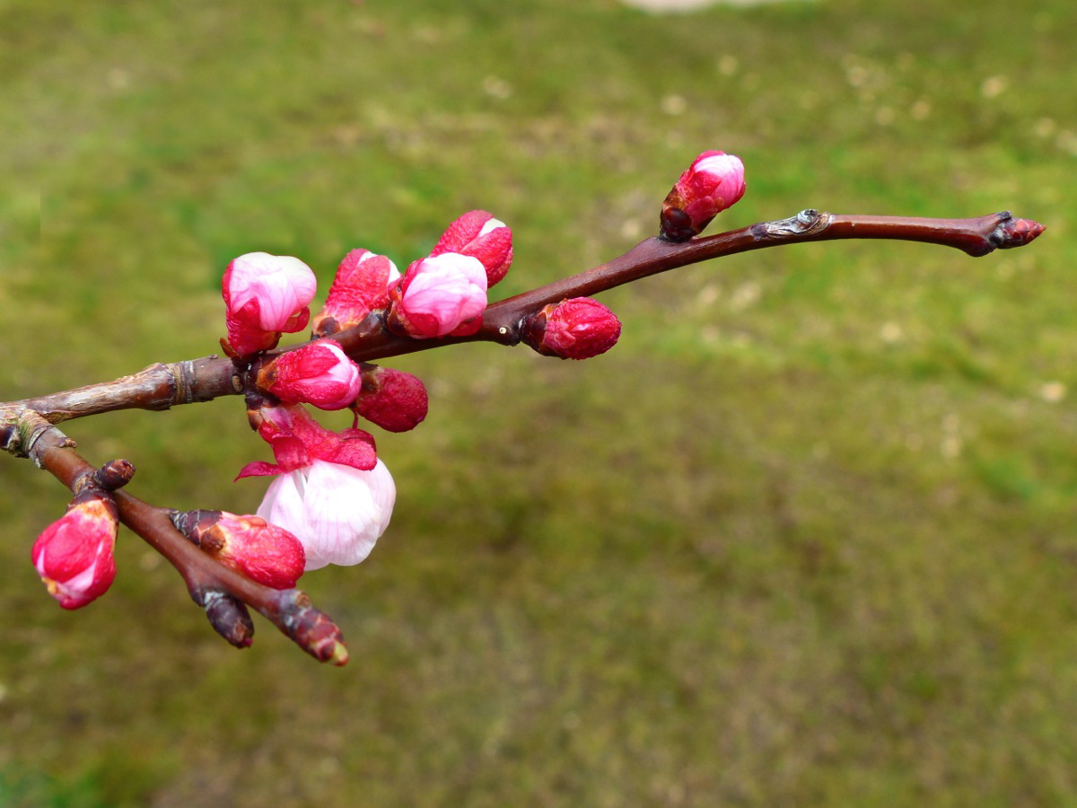 Der Frühling kommt mit farbigen Schritten