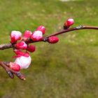 Der Frühling kommt mit farbigen Schritten