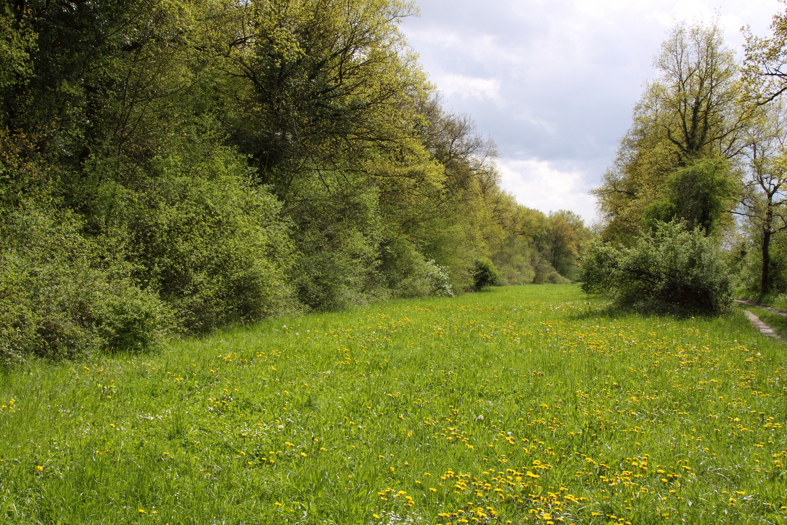 Der Frühling kommt mit geballter Kraft ...