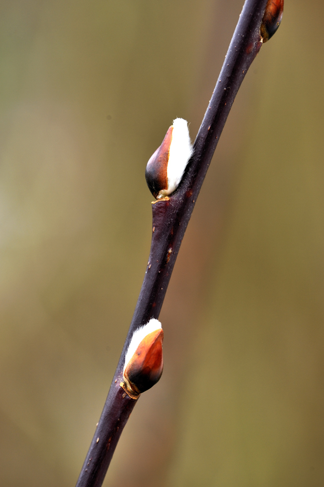 Der Frühling kommt mit großen Schritten