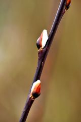 Der Frühling kommt mit großen Schritten