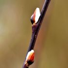 Der Frühling kommt mit großen Schritten