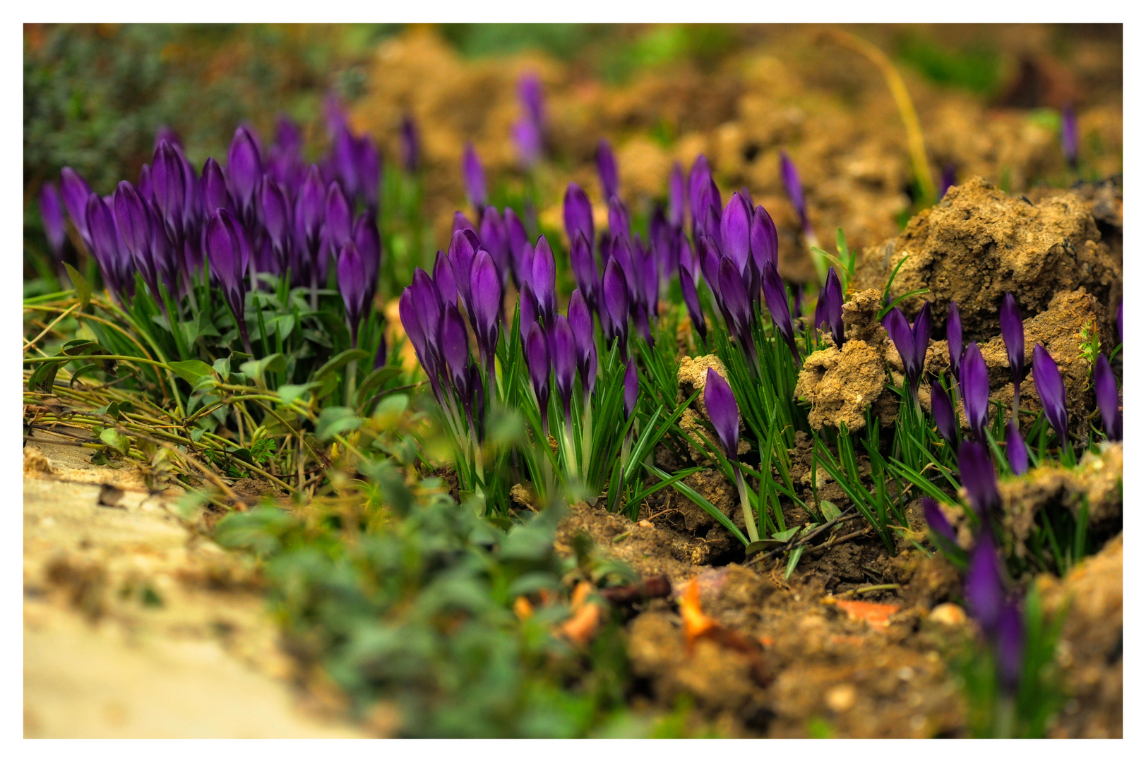 Der Frühling kommt mit großen Schritten