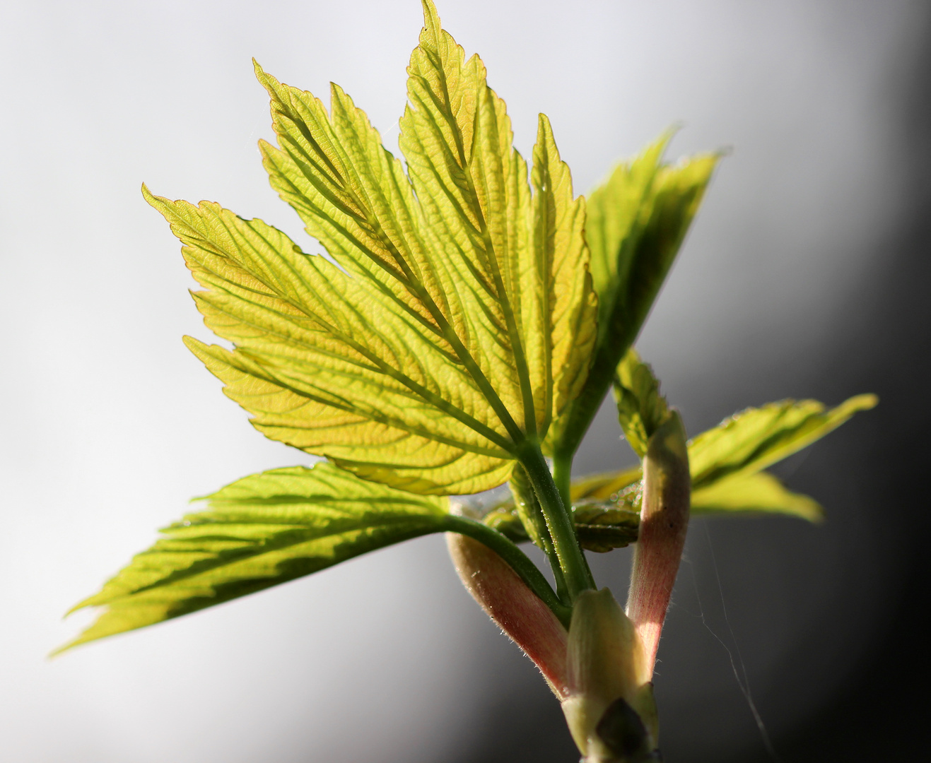 Der Frühling kommt mit großen Schritten