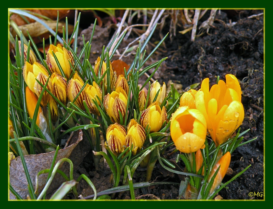 Der Frühling kommt mit großen Schritten...