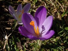 Der Frühling kommt mit Macht