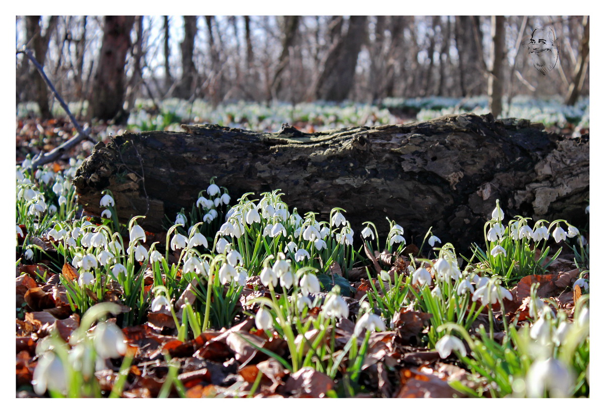 Der Frühling kommt mit Macht