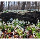 Der Frühling kommt mit Macht